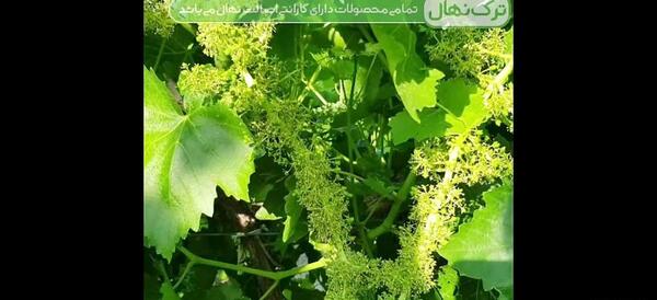 عکس شکوفه انگور