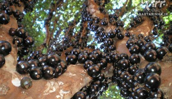 عکس شکوفه انگور