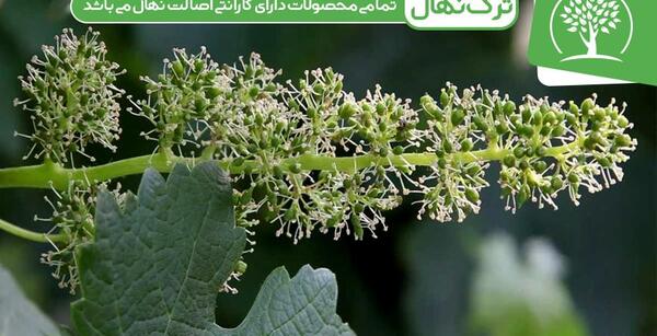 عکس شکوفه انگور