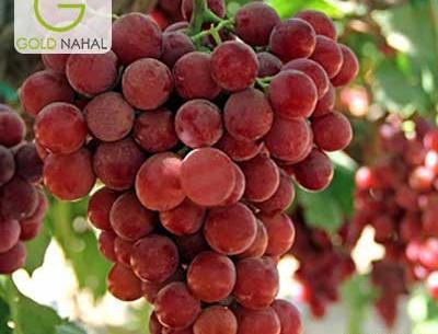 عکس شکوفه انگور