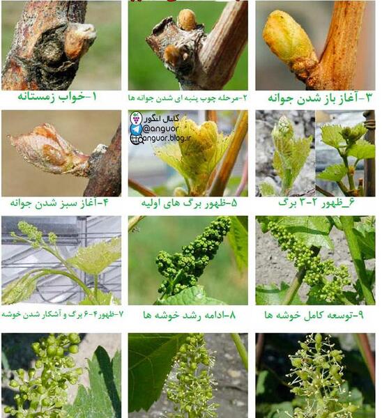 عکس شکوفه انگور