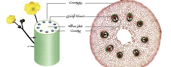 عکس دو لپه ای