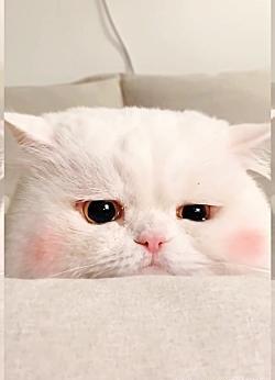 عکس گربه کیوت