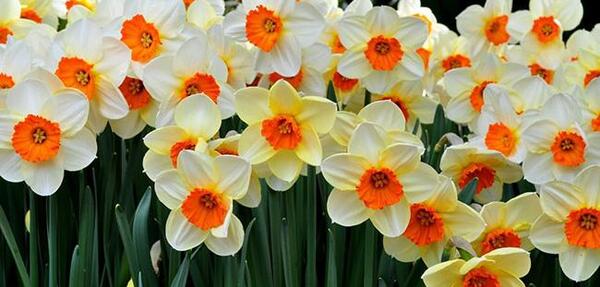 عکس گل نرگس آبی