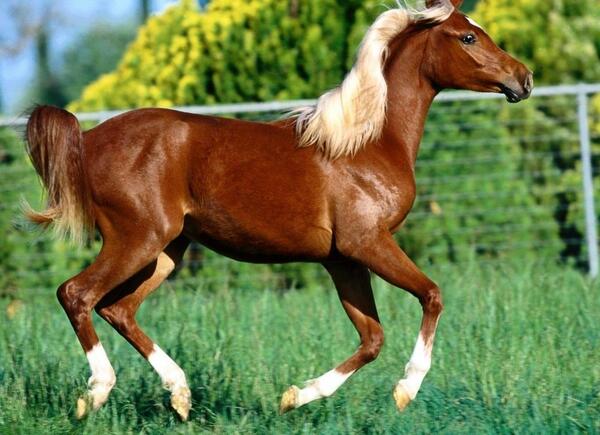 عکس زیبای قهوه ای