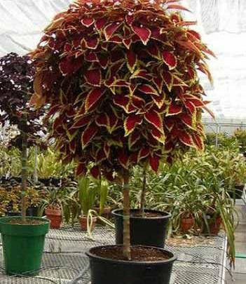 عکس حسن یوسف هلندی