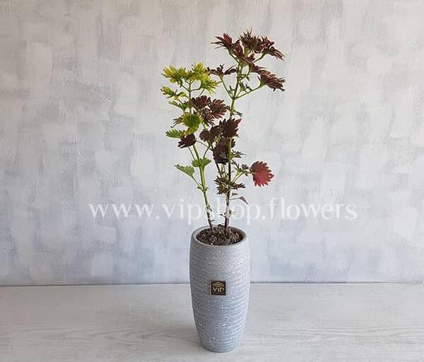 عکس حسن یوسف هلندی