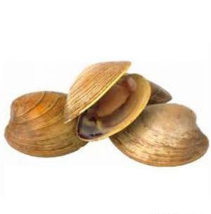 عکس صدف ملوک