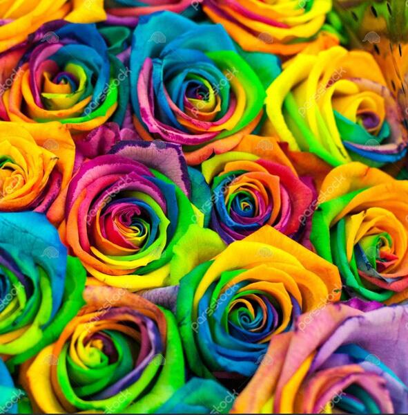 عکس گلهای زیبای رنگی