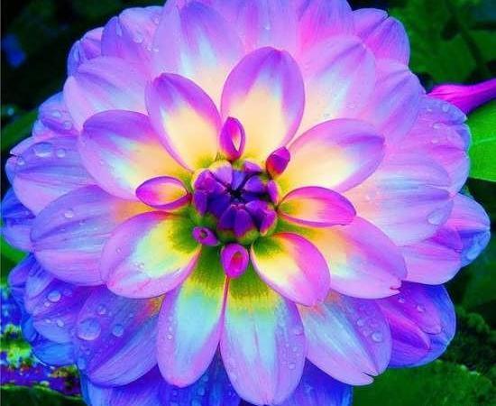 عکس گلهای زیبای رنگی