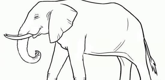 عکس فیل ساده