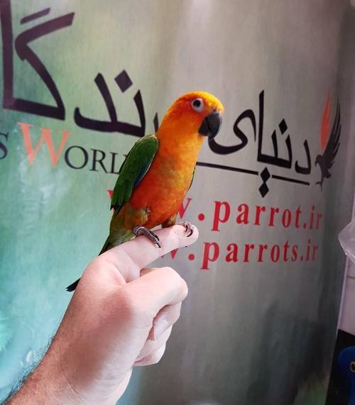 عکس طوطی ژاندی کانور