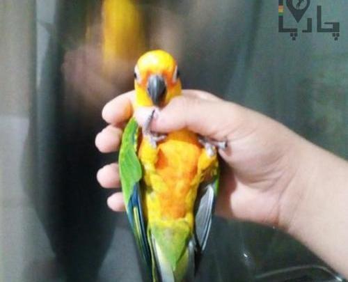 عکس طوطی ژاندی کانور