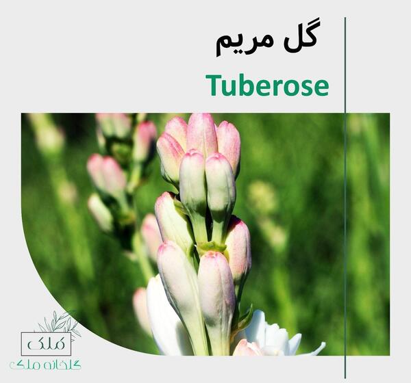 عکس غنچه گل مریم