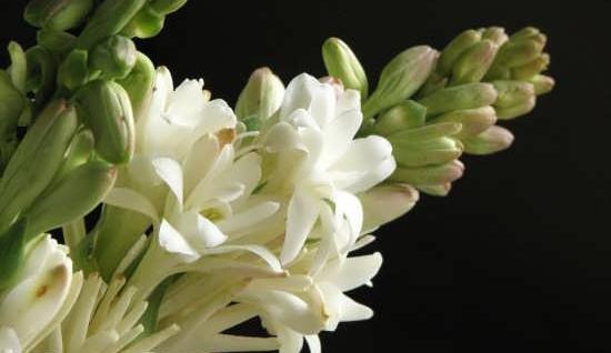 عکس غنچه گل مریم