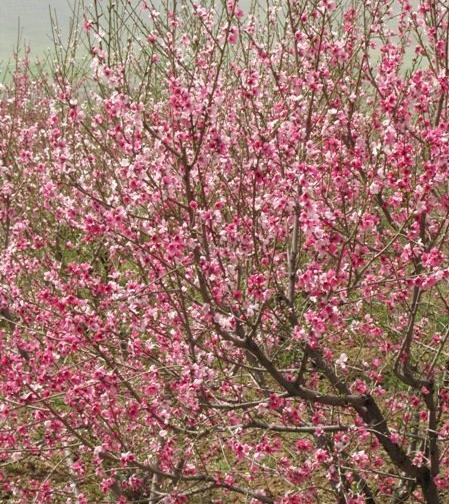 عکس شکوفه های قرمز