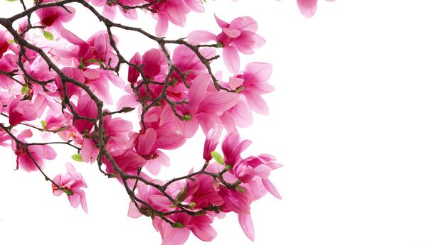 عکس شکوفه های قرمز