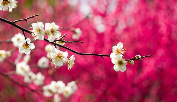 عکس شکوفه های قرمز