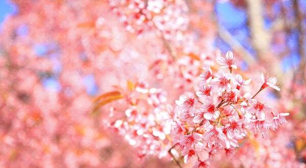 عکس شکوفه های قرمز