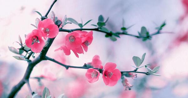 عکس شکوفه های قرمز