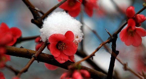 عکس شکوفه های قرمز