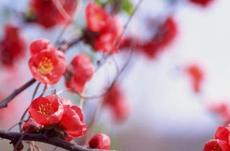 عکس شکوفه های قرمز