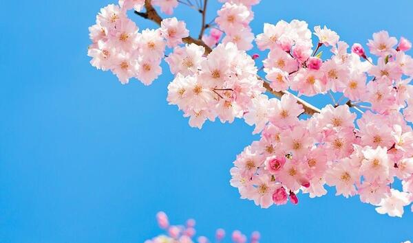عکس شکوفه گیلاس برای پروفایل