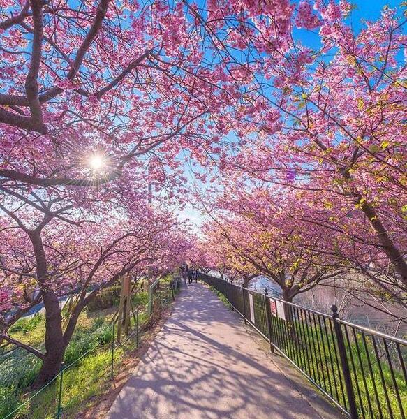 عکس شکوفه گیلاس برای پروفایل