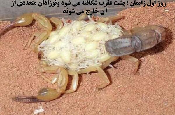عکس عقرب خطرناک