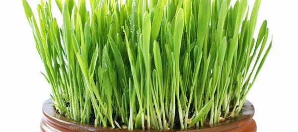 عکس سبزه عید با گندم