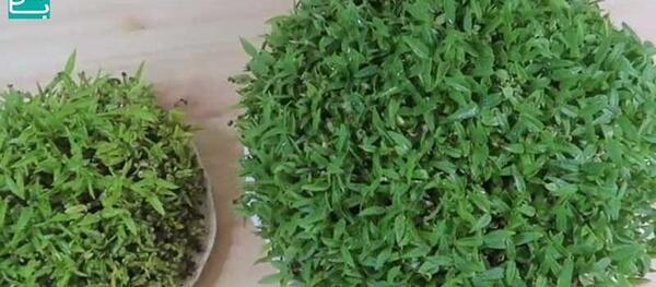 عکس سبزه عید با گندم