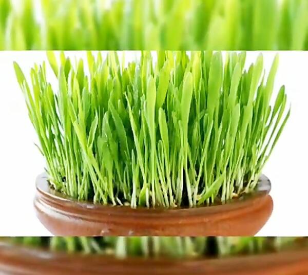 عکس سبزه عید با گندم