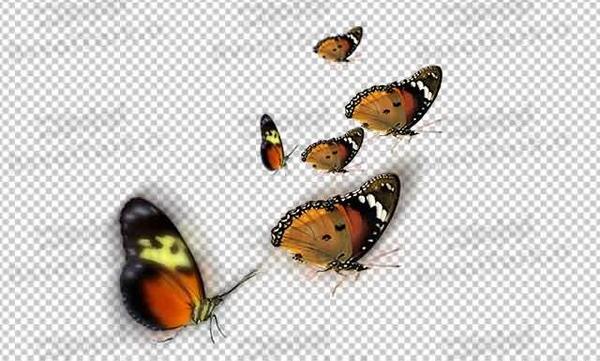 عکس پروانه لایه باز