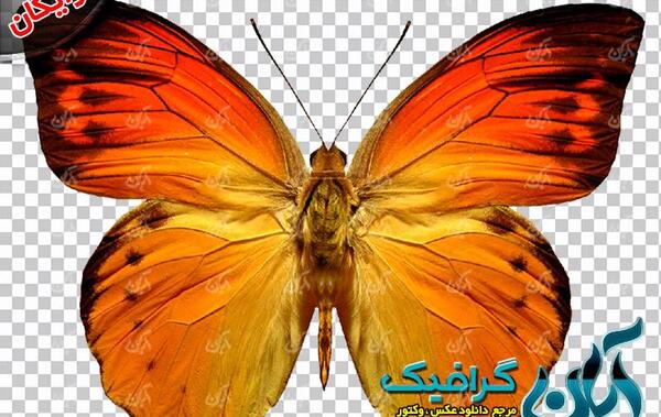 عکس پروانه لایه باز