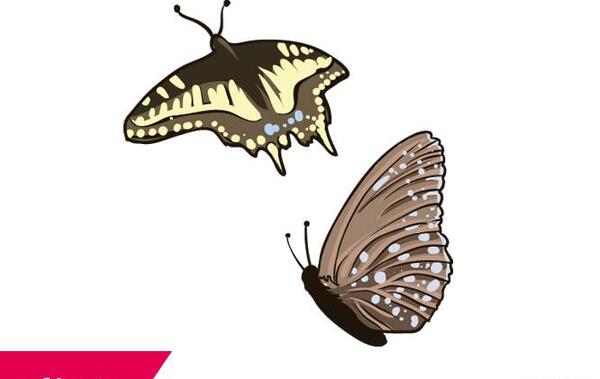 عکس پروانه لایه باز