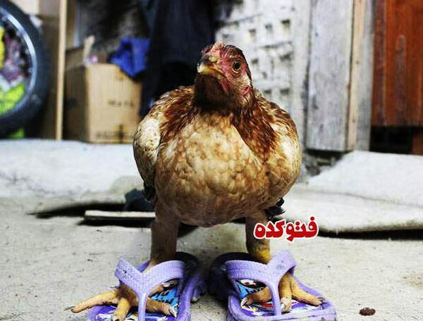 عکس خیلی خنده دار