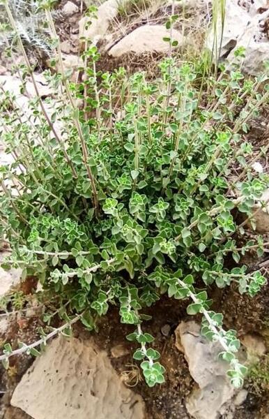 عکس از گیاه آویشن