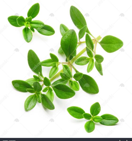 عکس از گیاه آویشن