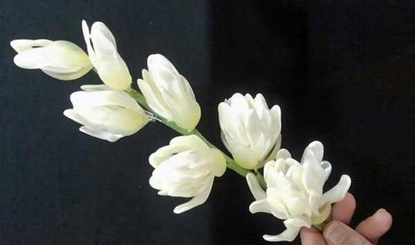 عکس گل مریم در طبیعت