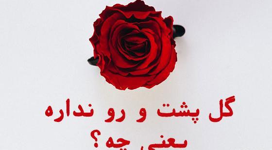 عکس گل ضرب المثل