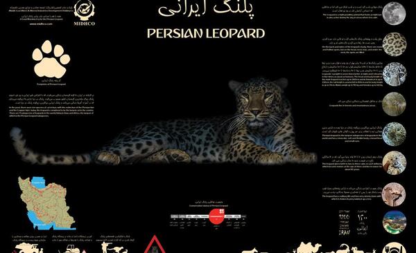 عکس بزرگترین یوزپلنگ جهان