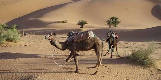 عکس شتر صحرایی