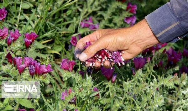عکس ایران گیاهان دارویی
