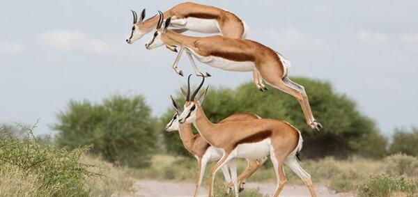 عکس غزال آهو