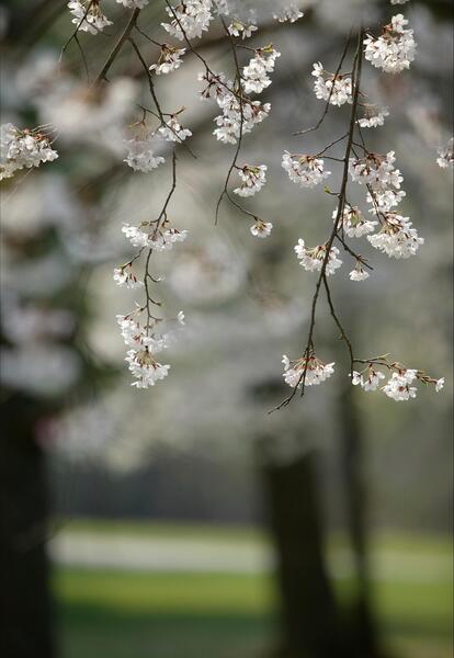عکس زیبای طبیعت عمودی