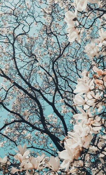 عکس زیبای طبیعت عمودی