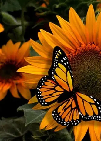 عکس پروانه های زیبا با کیفیت بالا