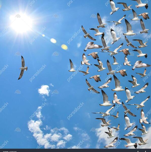 عکس آسمان و پرنده