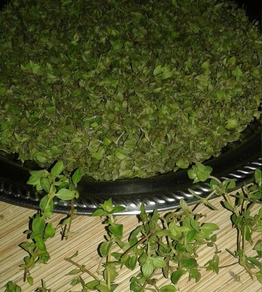 عکس آویشن کوهی خشک