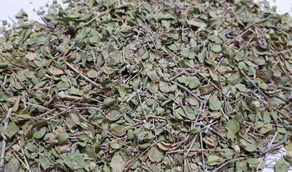 عکس آویشن کوهی خشک